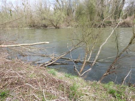 7. april, mednarodni dan bobra in Dan za spremembe 29